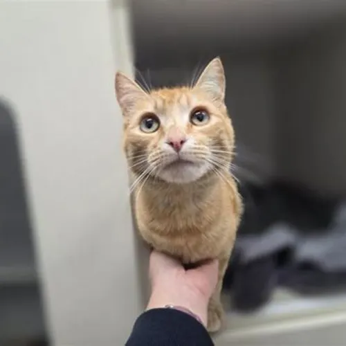 Wesley Stripes - Domestic Shorthair cat available for adoption at The Lost Dogs' Home in Melbourne