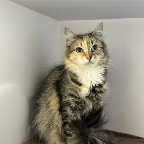 Mimi Imfurst - Domestic Medium Hair cat available for adoption at The Lost Dogs' Home in Melbourne