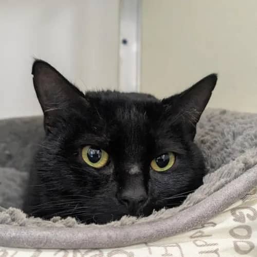 Wallace - Domestic Shorthair cat available for adoption at Mornington Peninsula Shire Community Animal Shelter in Melbourne