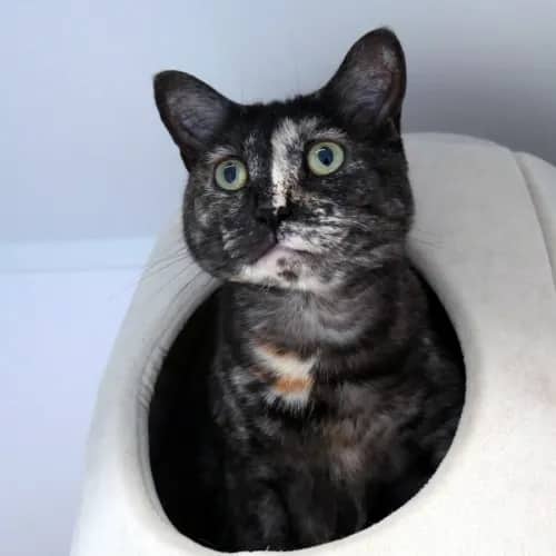 Luna Rsuk009429 - Domestic Shorthair cat available for adoption at Cat Protection Society of Victoria in Melbourne