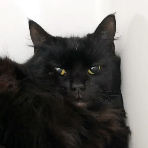Grace - Domestic Medium Hair cat available for adoption at Cat Protection Society of Victoria in Melbourne