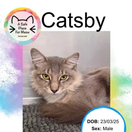 Catsby - Domestic Medium Hair cat available for adoption at A Safe Place for Meow in Darwin
