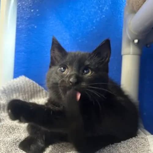Azura - Domestic Shorthair cat available for adoption at The Lost Dogs' Home in Melbourne