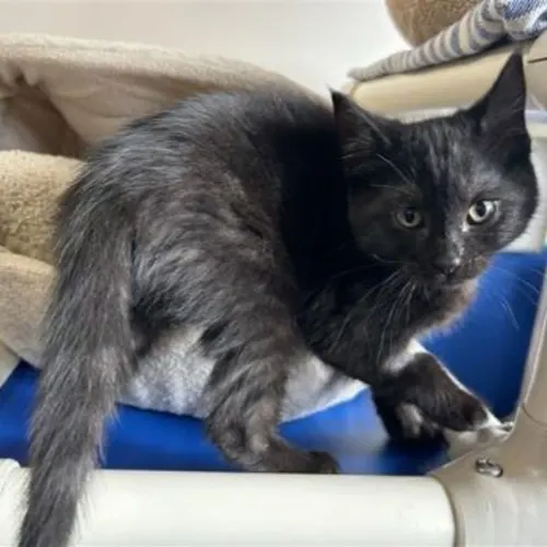 Odette - Domestic Shorthair cat available for adoption at The Lost Dogs' Home in Melbourne