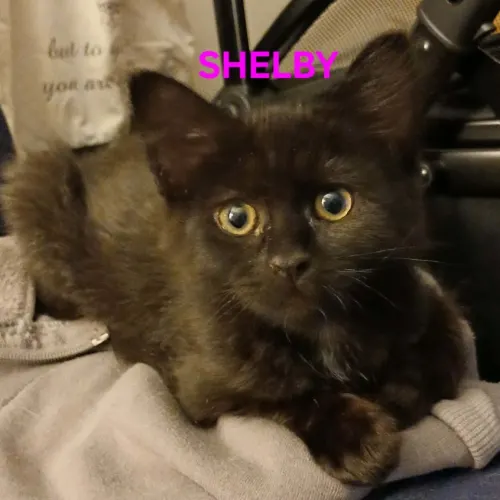 Shelby - Domestic Shorthair available for adoption in Nsw