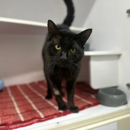 Morbius - Domestic Shorthair cat available for adoption at The Lost Dogs' Home in Melbourne