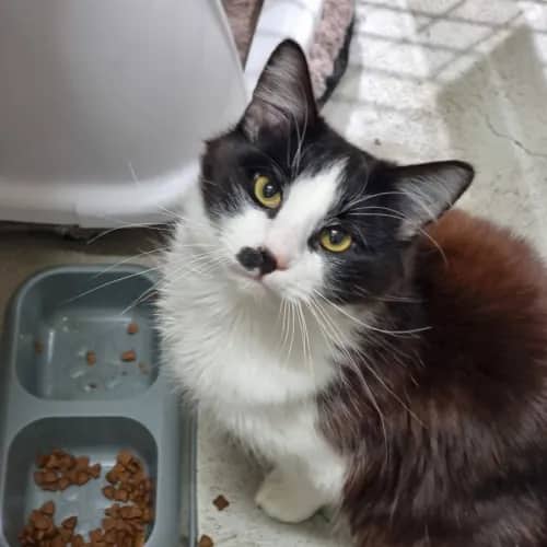 Minion - Domestic Medium Hair cat available for adoption at Ballarat Animal Shelter in Ballarat