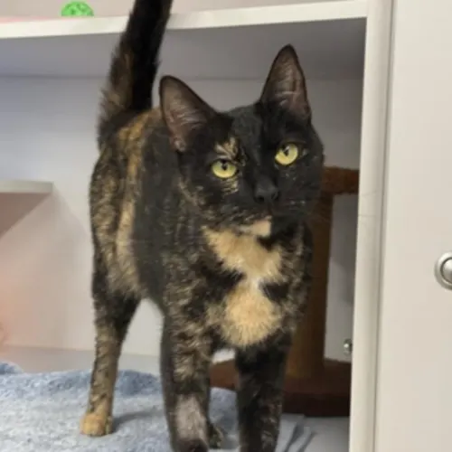 Foxy - Domestic Shorthair cat available for adoption at The Lost Dogs' Home in Melbourne