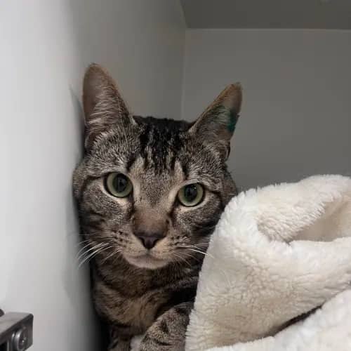 Julien - Domestic Shorthair cat available for adoption at wat djerring Animal Facility (City of Whittlesea) in Melbourne