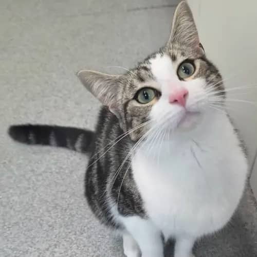 Milo - Domestic Shorthair cat available for adoption at wat djerring Animal Facility (City of Whittlesea) in Melbourne