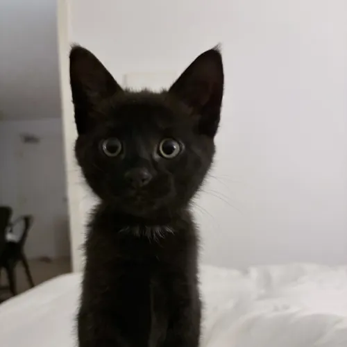 Billy - Domestic Shorthair Mix cat available for adoption at Second Chance Animal Rescue in Melbourne