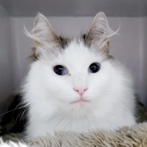 Winter Rsua015694 - Domestic Medium Hair cat available for adoption at Cat Protection Society of Victoria in Melbourne