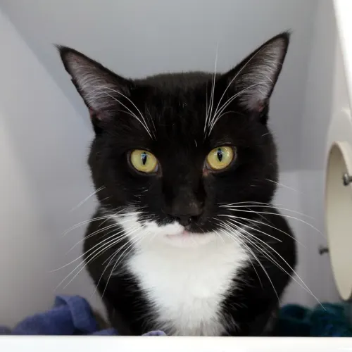 Charlie - Domestic Shorthair cat available for adoption at Cat Protection Society of Victoria in Melbourne