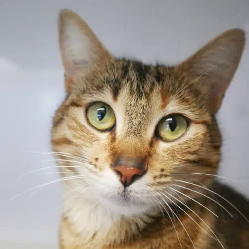 Mimi - Domestic Shorthair cat available for adoption at Cat Protection Society of Victoria in Melbourne