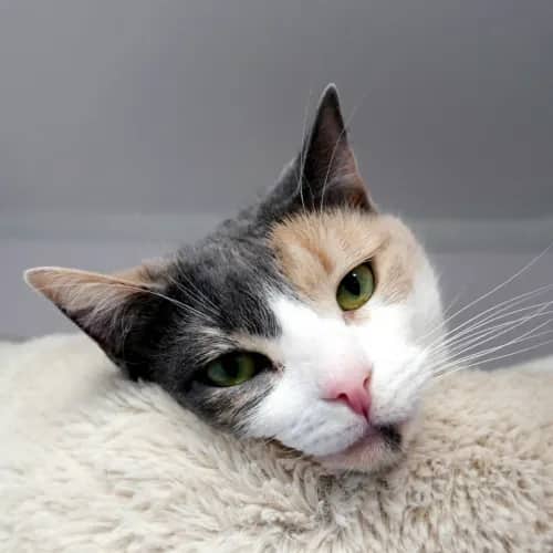 Magnolia - Domestic Shorthair cat available for adoption at Cat Protection Society of Victoria in Melbourne