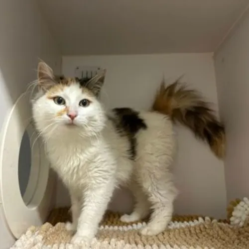 Paddle Pop - Domestic Medium Hair cat available for adoption at The Lost Dogs' Home in Melbourne