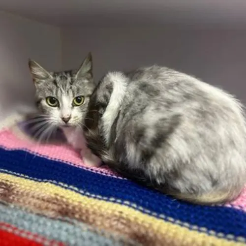 Polly - Domestic Shorthair cat available for adoption at The Lost Dogs' Home in Melbourne