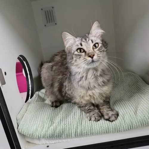 Moo - Domestic Medium Hair cat available for adoption at The Lost Dogs' Home in Melbourne