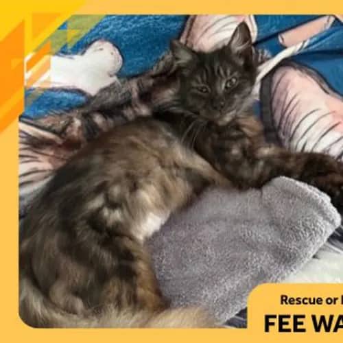 Lily - Domestic Medium Hair cat available for adoption at The Lost Dogs' Home in Melbourne