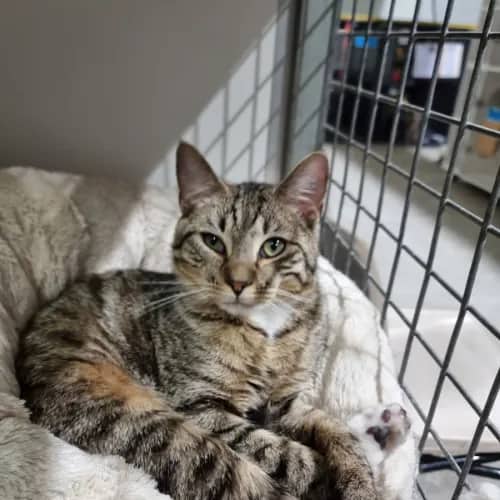 Marble - Domestic Shorthair cat available for adoption at Ballarat Animal Shelter in Ballarat