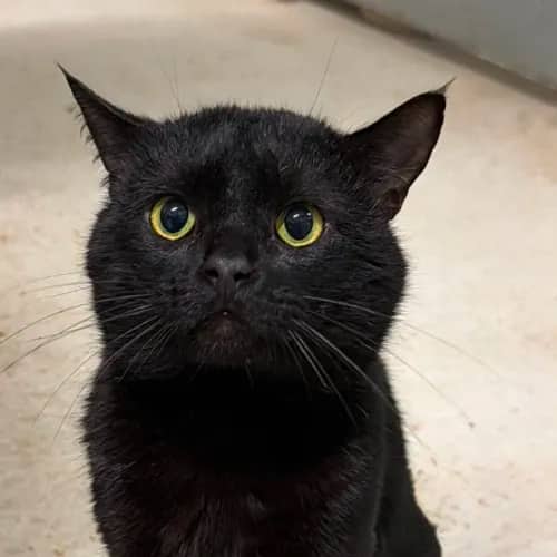 Marvin - Domestic Shorthair cat available for adoption at Ballarat Animal Shelter in Ballarat