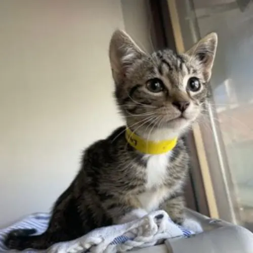 Bob - Domestic Shorthair cat available for adoption at The Lost Dogs' Home in Melbourne
