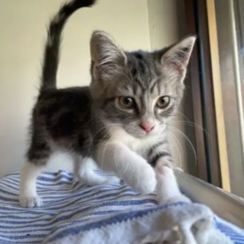 Pinks - Domestic Shorthair cat available for adoption at The Lost Dogs' Home in Melbourne