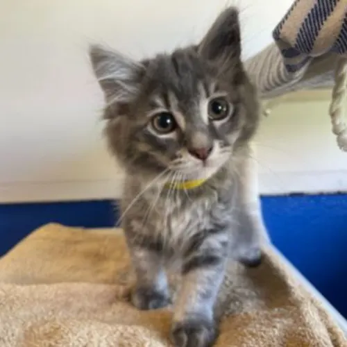 Koala - Domestic Shorthair cat available for adoption at The Lost Dogs' Home in Melbourne