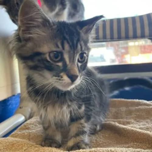 Mortimer - Domestic Medium Hair cat available for adoption at The Lost Dogs' Home in Melbourne