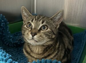Amber - Domestic Medium Hair cat available for adoption in Melbourne