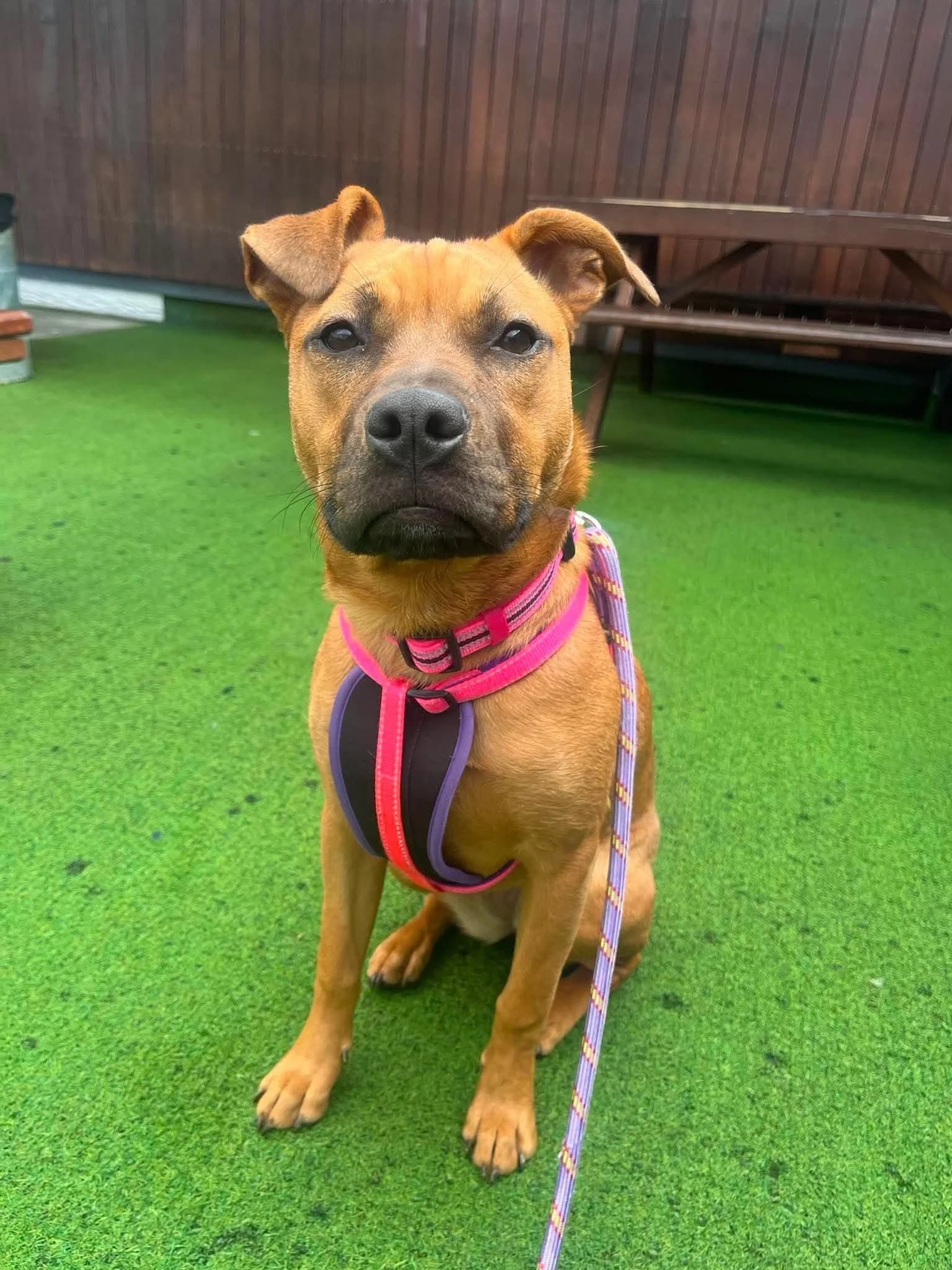 Sasha - Mixed Breed available for adoption in Auckland