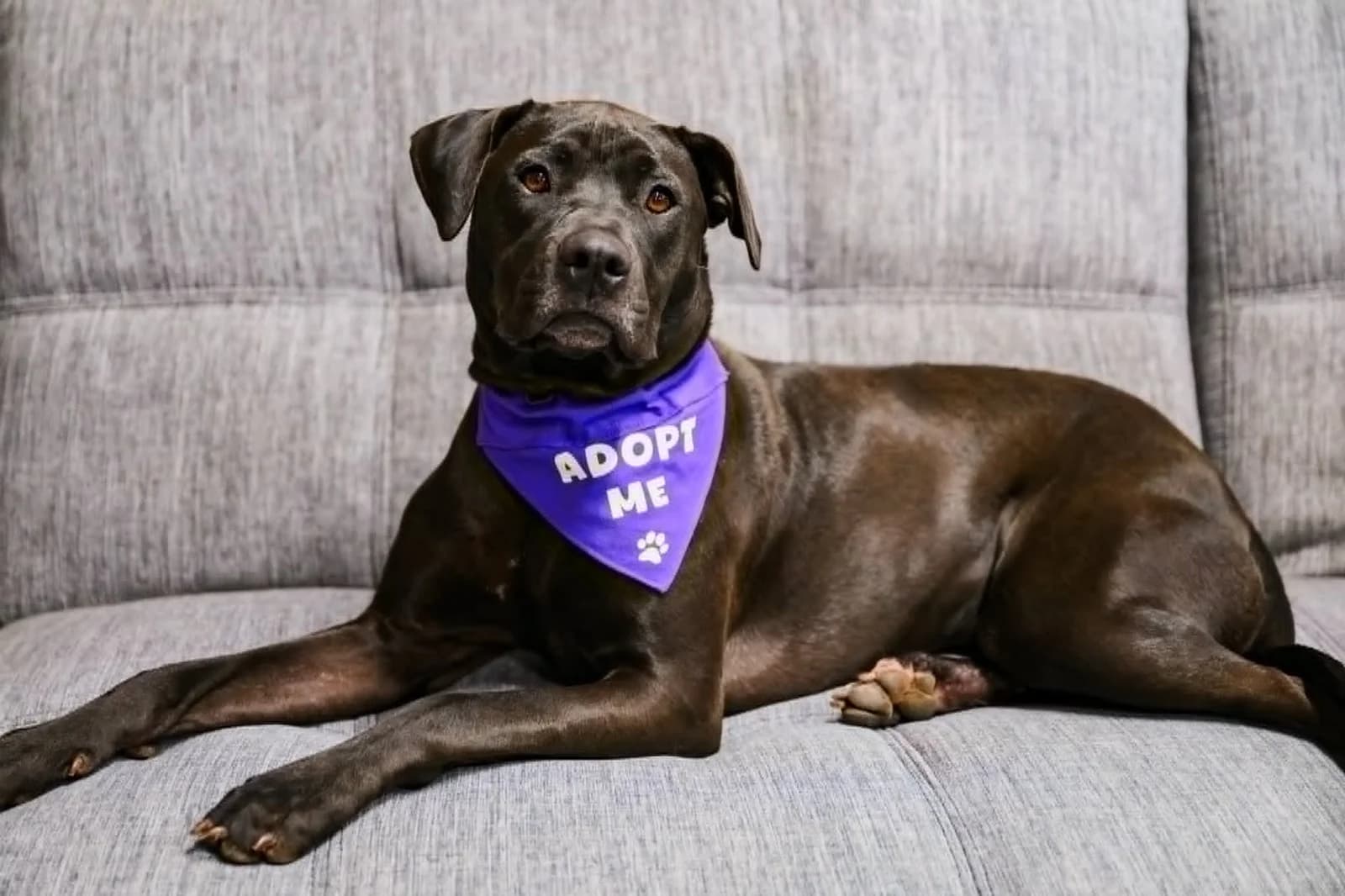 Eden - Mixed Breed available for adoption in Auckland