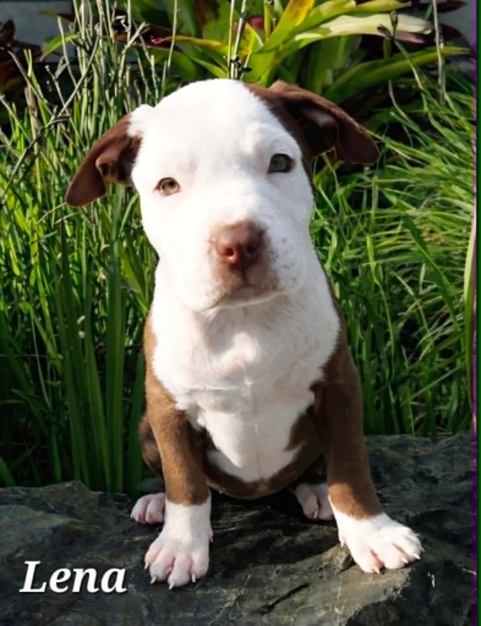 Lena - Mixed Breed available for adoption in Auckland