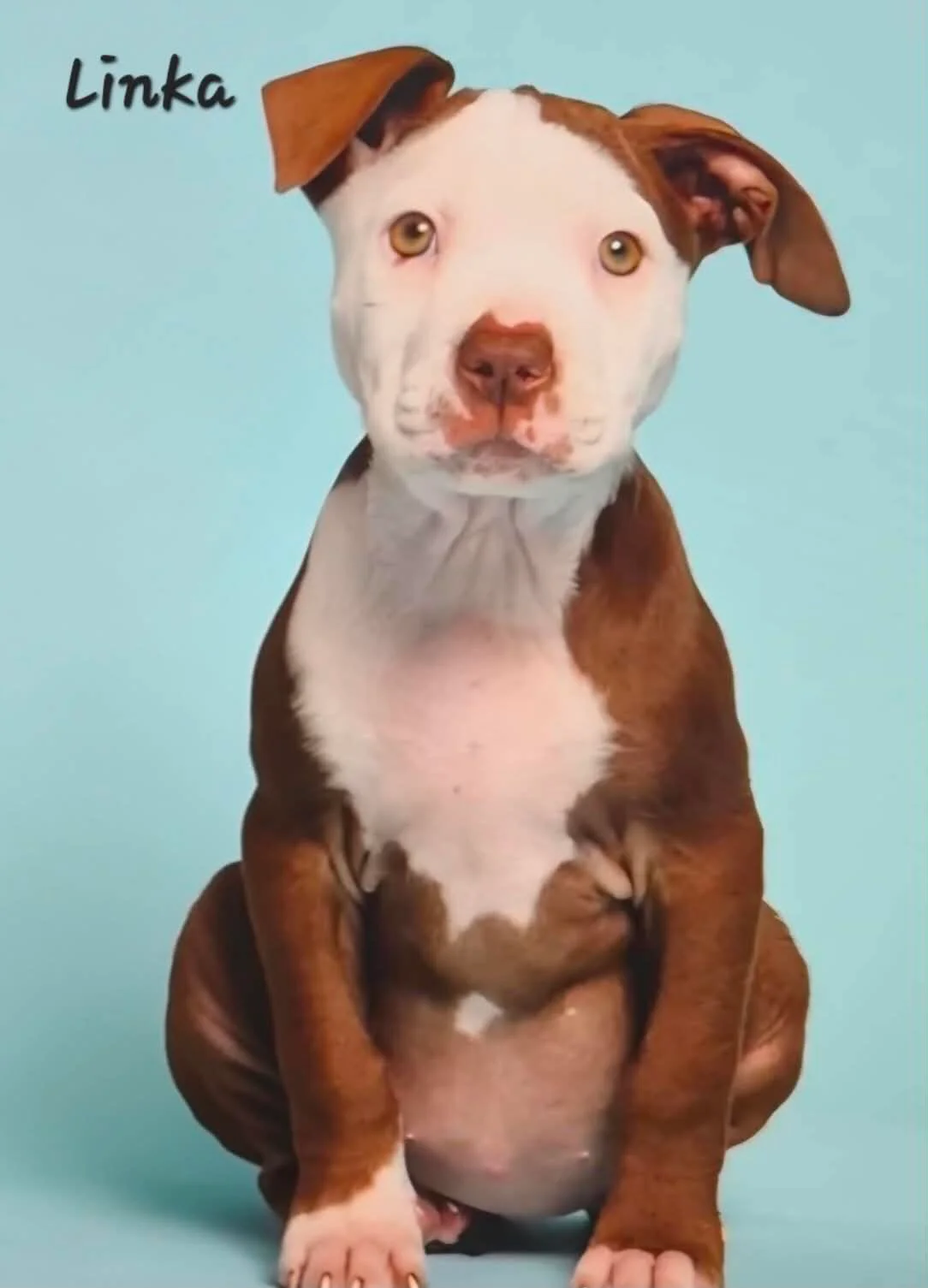Linka - Mixed Breed available for adoption in Auckland