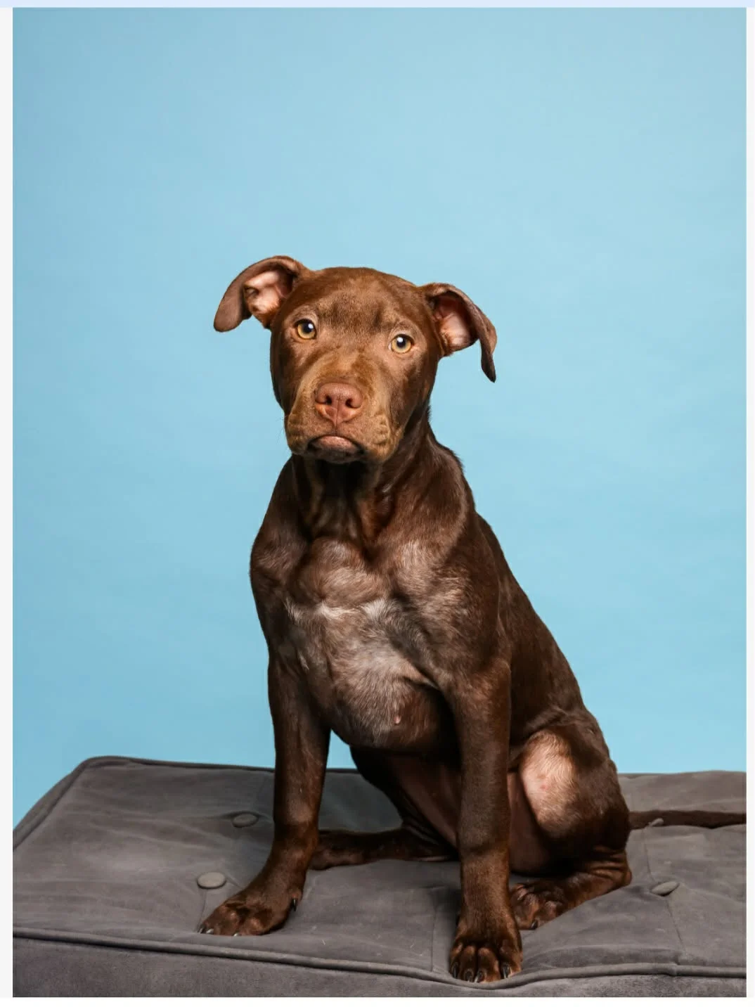 Toffee - Mixed Breed available for adoption in Auckland