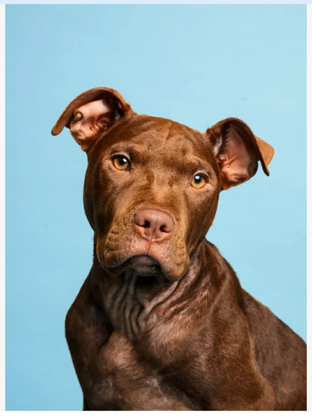 Truffle - Mixed Breed available for adoption in Auckland