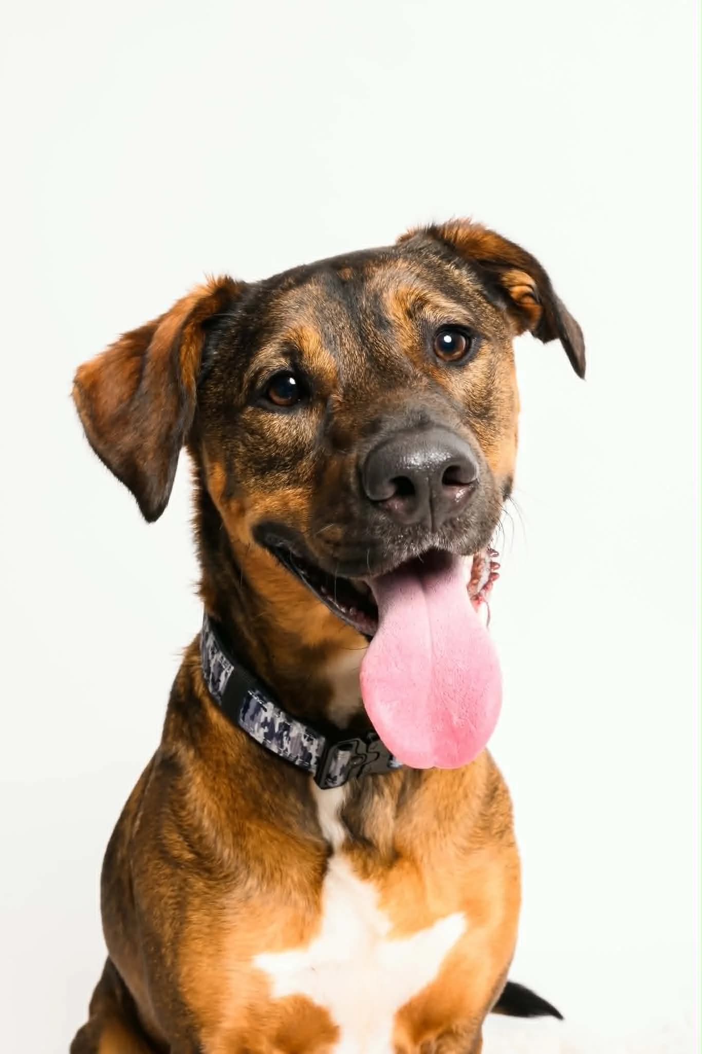 Finn - Mixed Breed available for adoption in Auckland