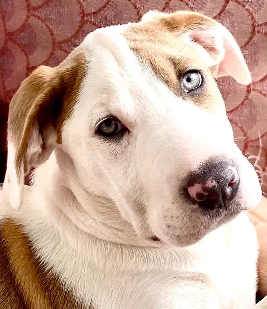 Maisie - Mixed Breed available for adoption in Auckland