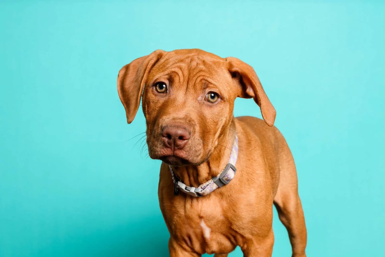 Inky - Mixed Breed available for adoption in Auckland