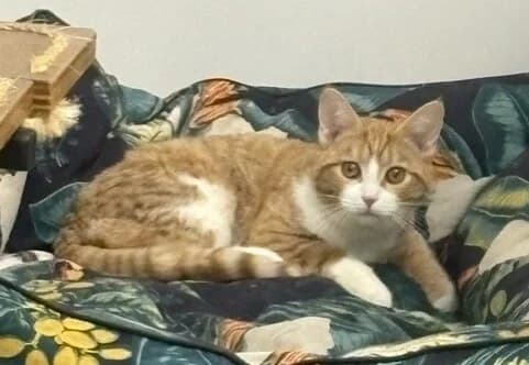 Kermitt - Domestic Short Hair cat available for adoption at SPCA New Zealand in Taupo
