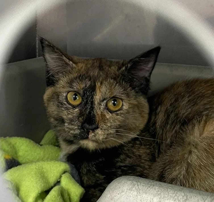 Rio - Domestic Short Hair cat available for adoption at SPCA New Zealand in Taupo