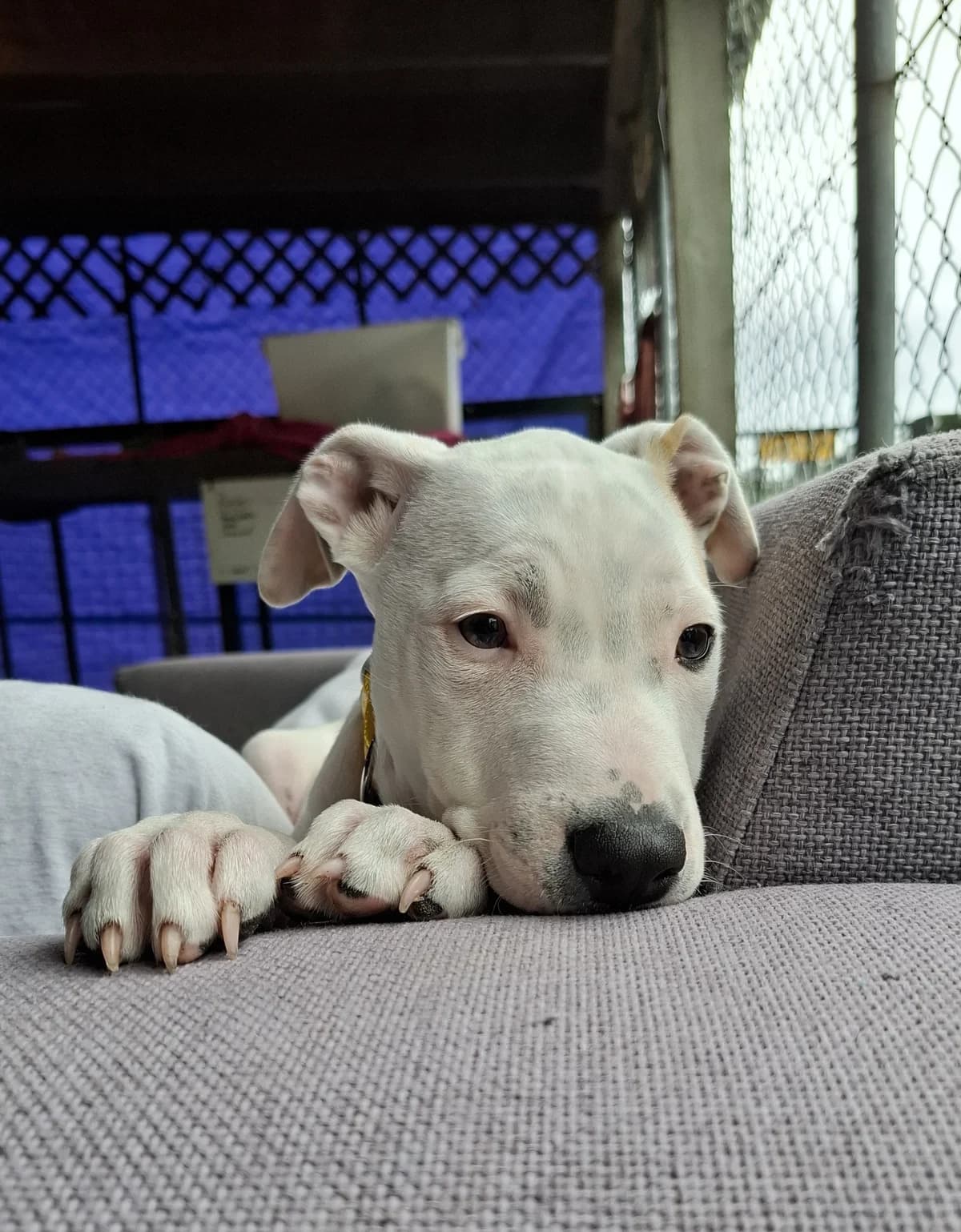 Eve - Mixed Breed available for adoption in Whangarei