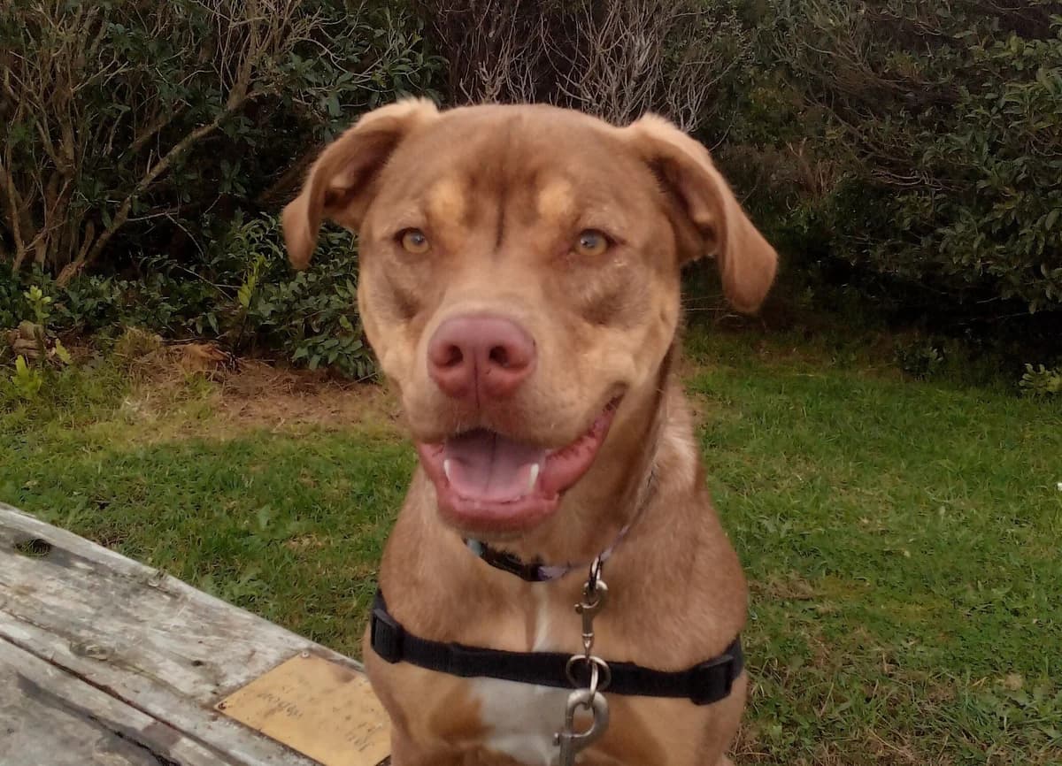 Frodo - Mixed Breed available for adoption in Wellington