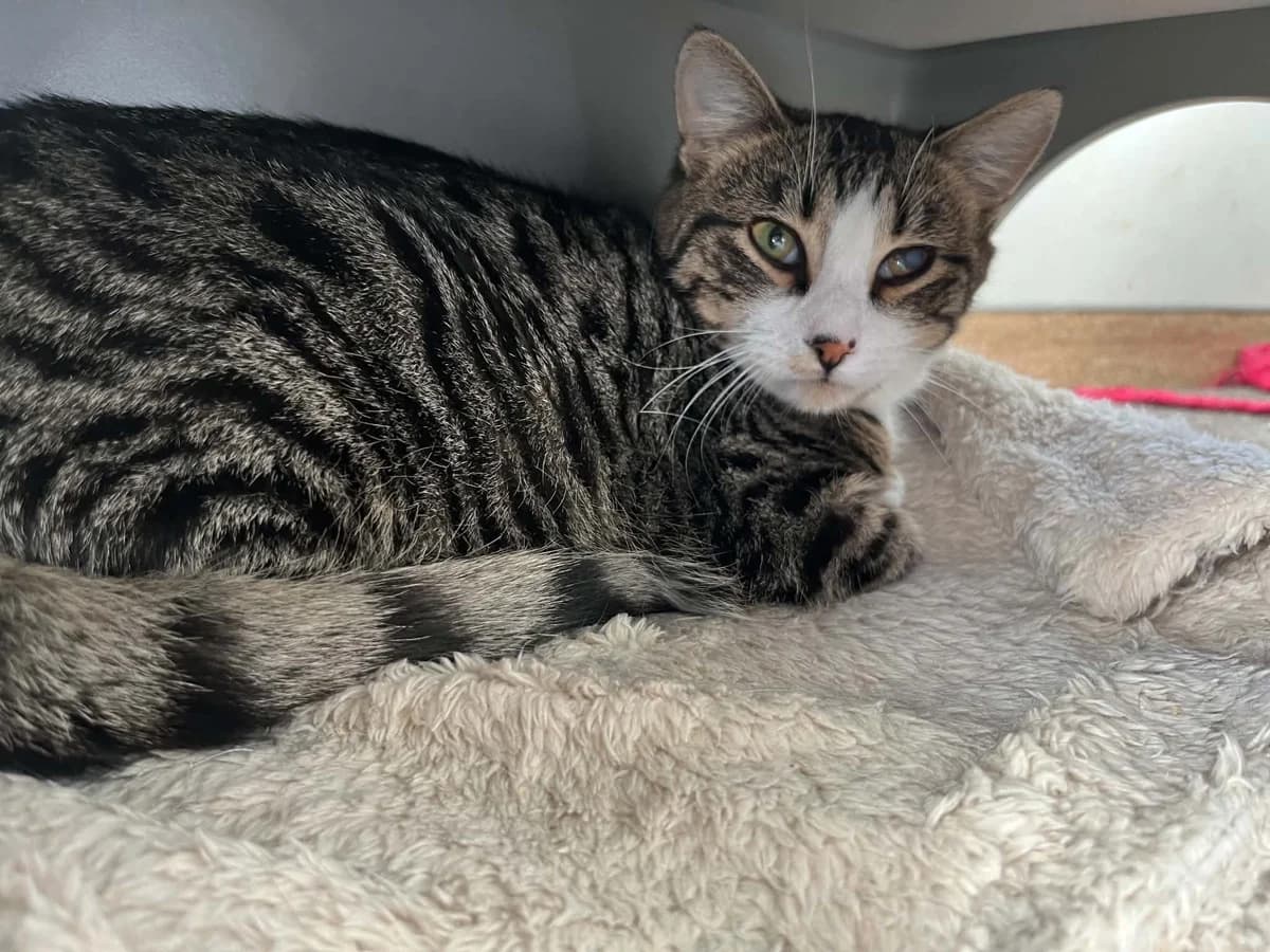 Iris - Domestic Short Hair cat available for adoption at SPCA New Zealand in Taupo