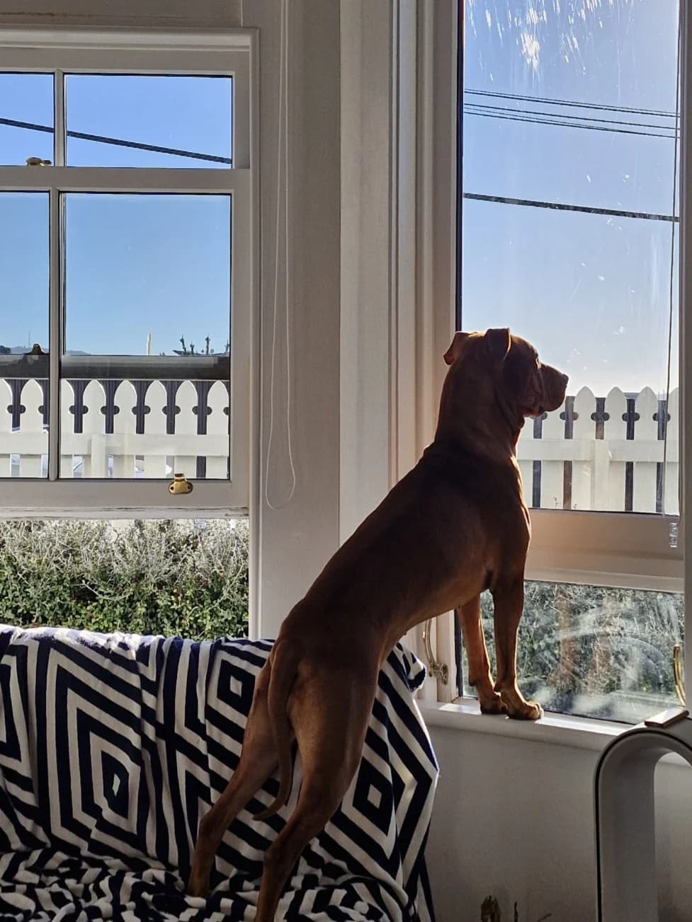 Azul - Mixed Breed available for adoption in Wellington