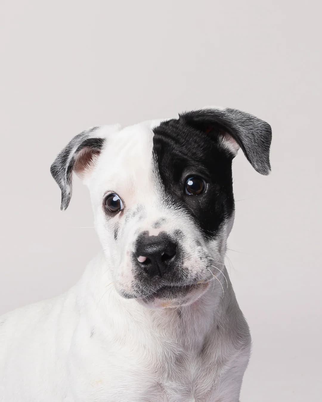 Faye - Mixed Breed available for adoption in Auckland