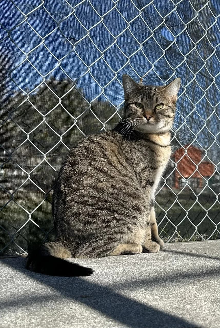 Quigley - Domestic Short Hair cat available for adoption at SPCA New Zealand in Renwick