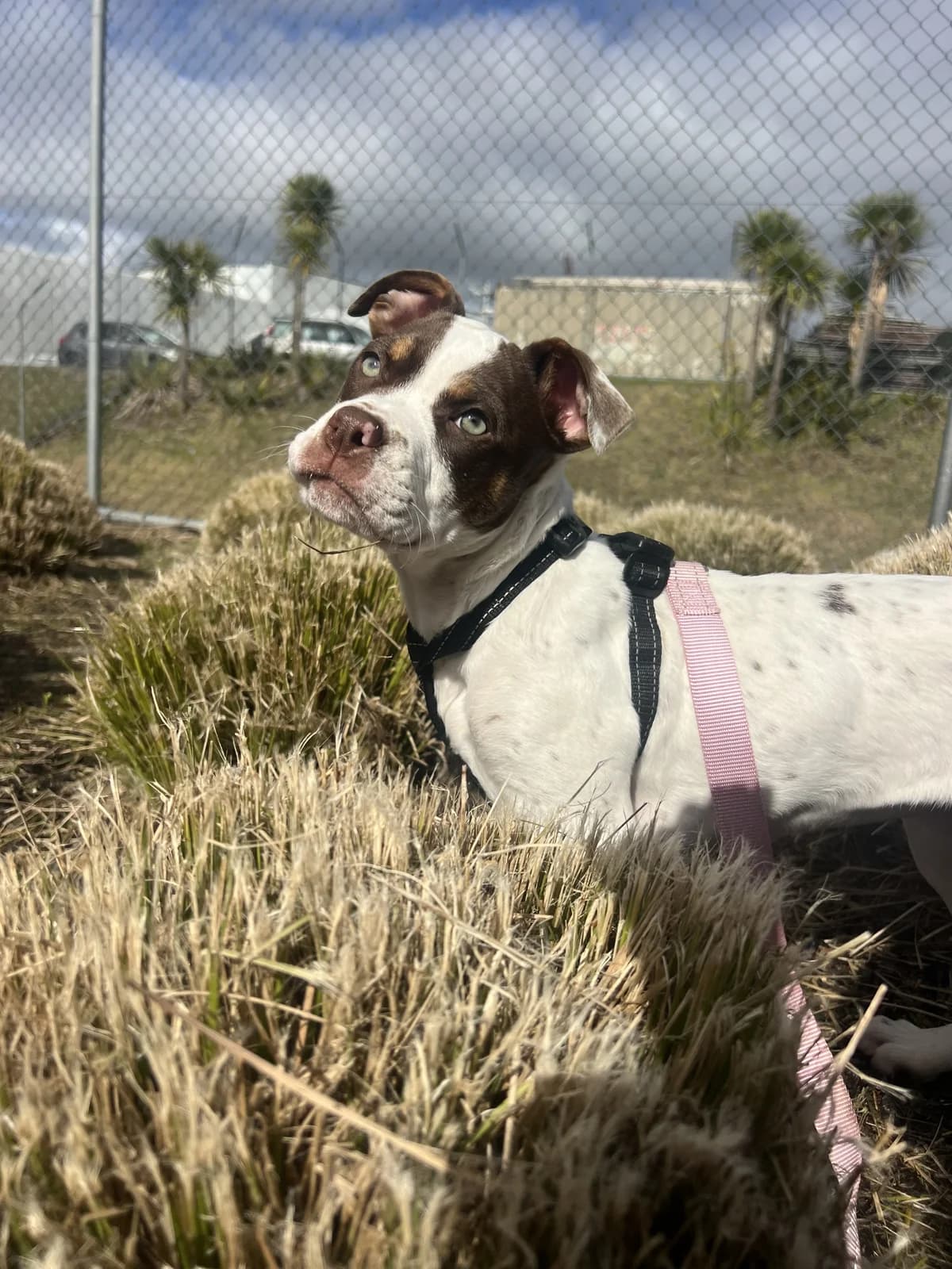 Cookie - Mixed Breed available for adoption in Auckland