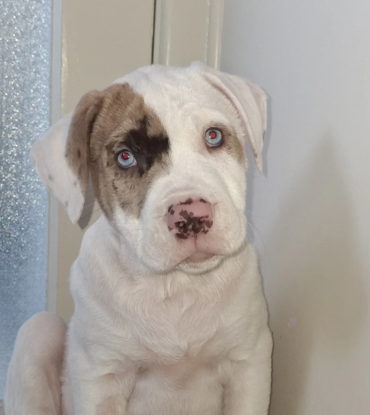 Al - Mixed Breed available for adoption in Whangarei