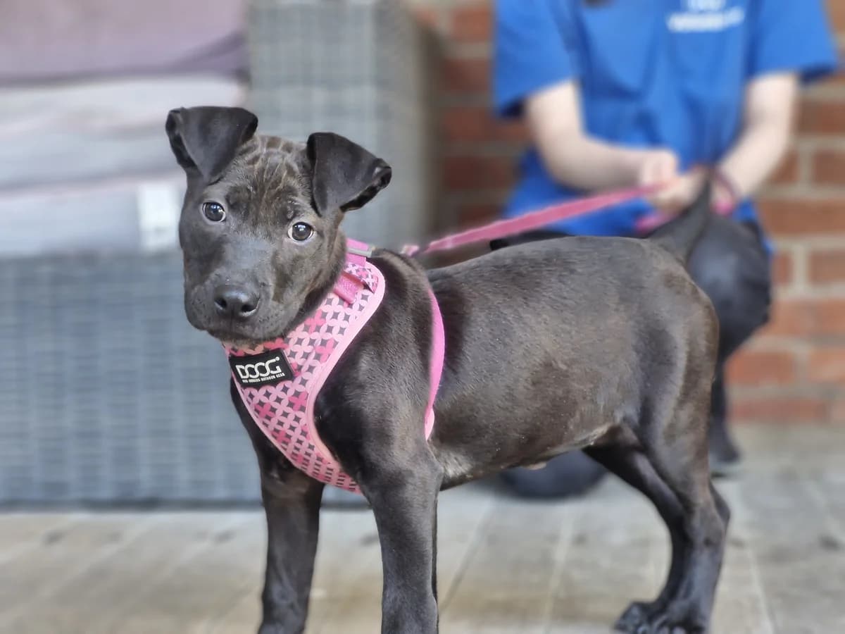 Eclipse - Mixed Breed available for adoption in Wellington